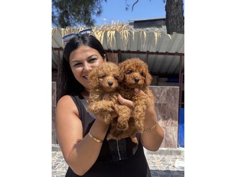 Ufacık toy poodle yavrularım