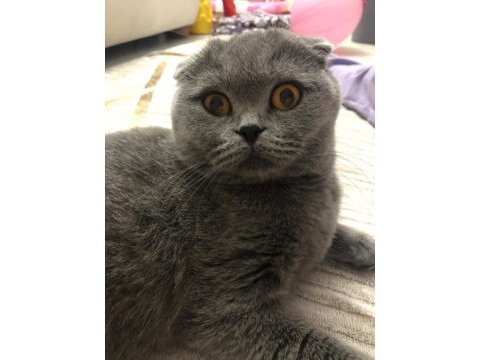 Analı kızlı verilecek kediler