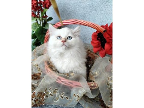 Boncuk gözlü pamuk şeker kediler