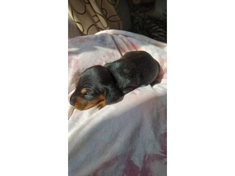 Dachshund sosis yavru