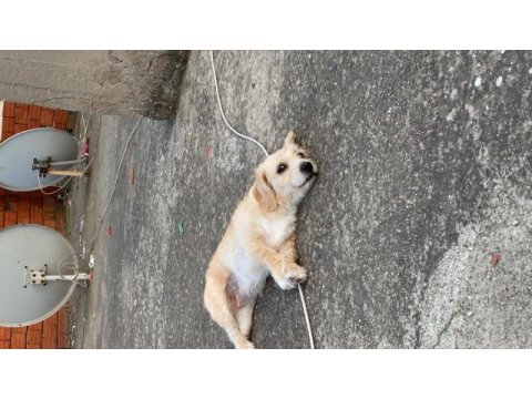 Terrier kırması kızımıza eşlemek için erkek arıyoruz