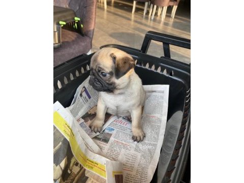Yavru dişi pug