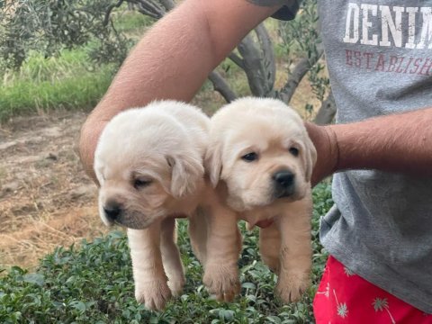 Safkan ırk garantili labrador retriever yavruları