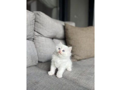 Beyaz brıtısh longhaır yavrularım 