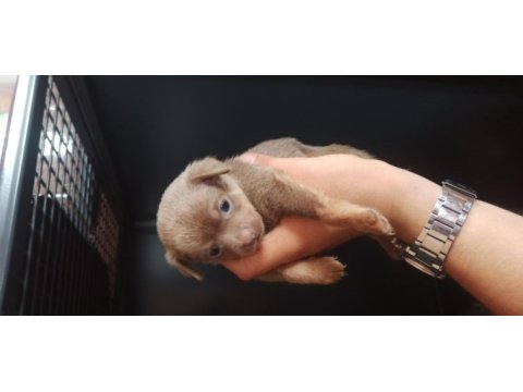 Şivava (chihuahua)