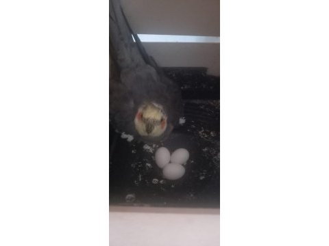 Evcil kuşlar sarı olan dişi kuşumuz