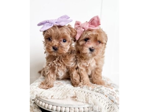 Ev ortamında doğan maltipoo bebeklerim yeni evini arıyor