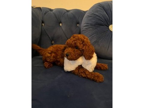 Orijinal toy poodle