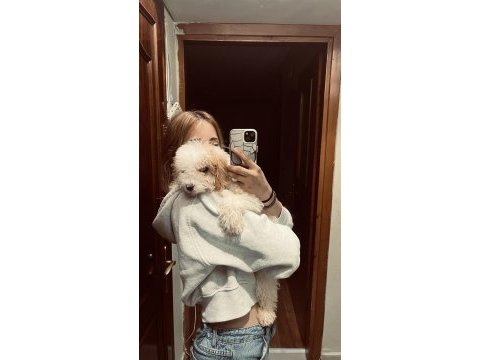 Acil sahiplendiriliyor poodle köpeğimiz
