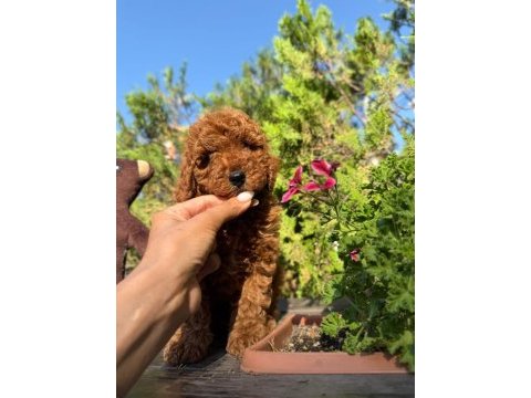 Toy poodle ırk ve sağlık garantili