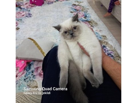 British blue poınt erkek