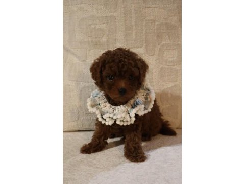 Kore poodle yavrularımız teslime hazırdır