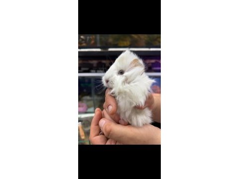 Guinea pig yavrularımız adrese teslim