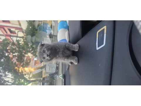 Scottish fold koca kafalımız