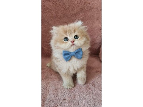 British longhair golden cy12 erkek