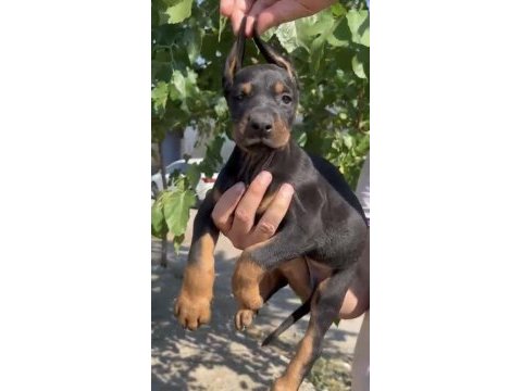A kalite doberman yavrularımız 