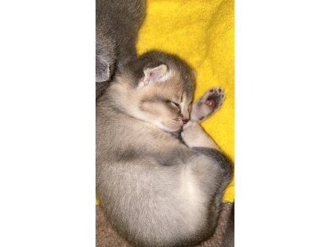 Scottish fold kızlar