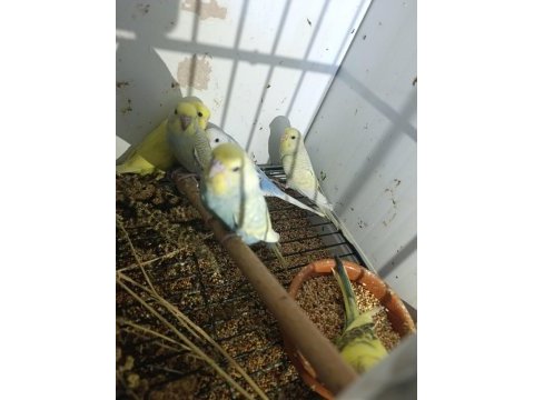 12 adet muhabbet kuşu yavrusu