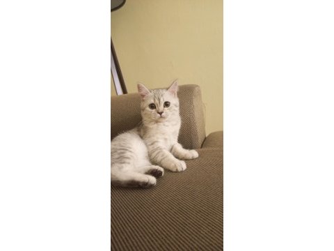 British shorthair 4 adet