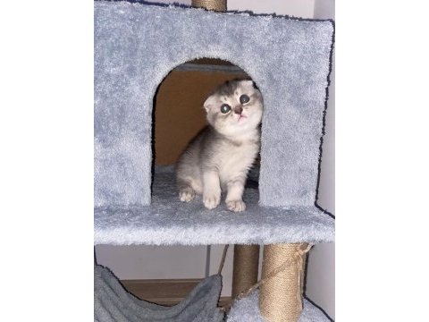 10 gün içinde teslime hazır scottish fold yavrumuz