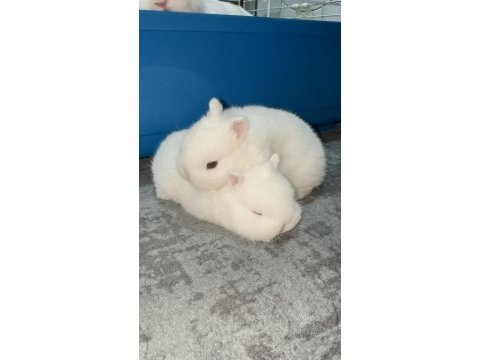 Hermelin hollanda cüce tavşan