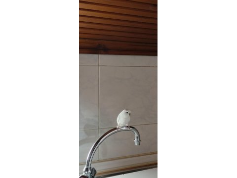 Safkan beyaz muhabbet kuşları