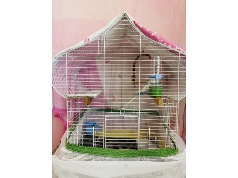 Japanese hogoromo cins muhabbet kuşu