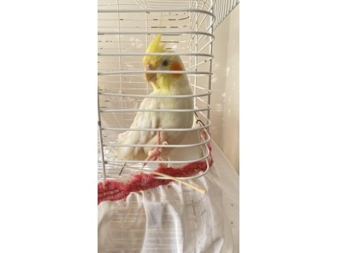 Lutino sultan papağanı