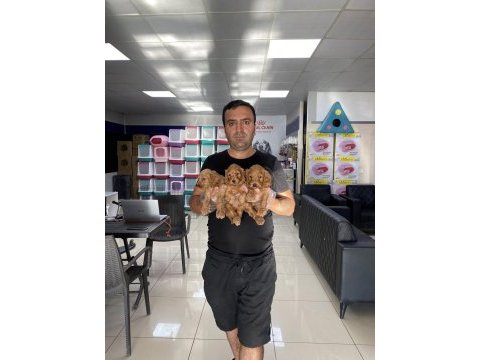 Maltese yavrular maltipo ve toy poodle yavrular ankara