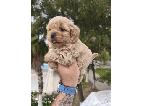 Maltipoo bebekler