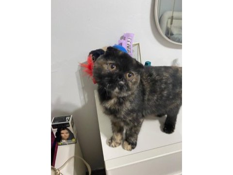 Ücretsiz scottish fold dişi