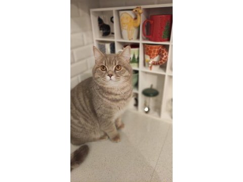 9 aylık uysal scottish fold kedisi