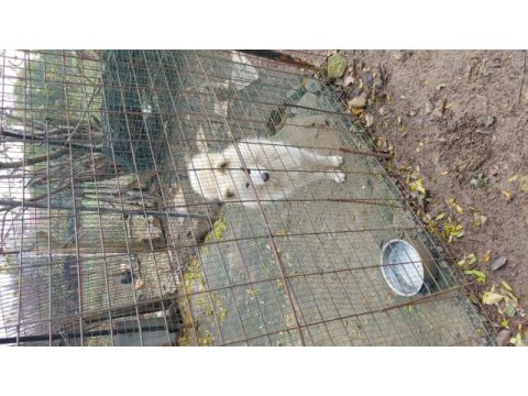 Samoyed sahibinden