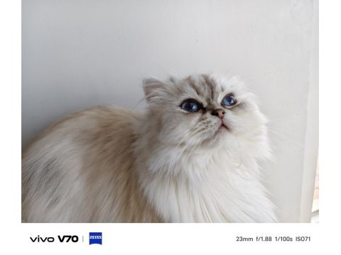 Kısır british longhair ücretsiz sahiplendirme