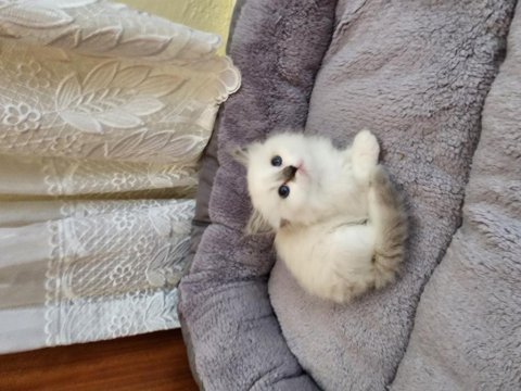 Sahiplenmek isteyenler için ragdoll yavrular