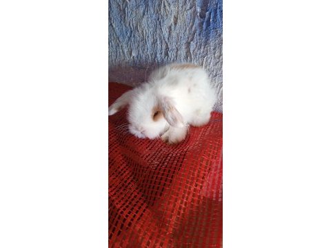 Teddy lop tavşanı yavrular mavi göz