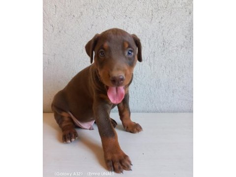 Orjinal king doberman yavrular
