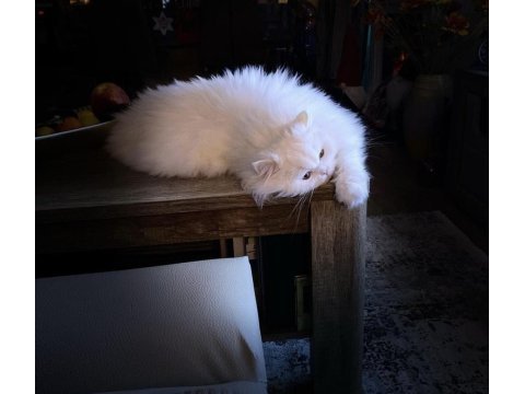 Safkan iran chinchilla kedime dişi eş arıyoruz