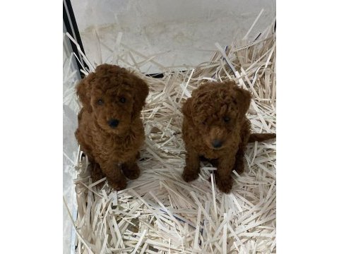 Poodle bebeklerim ailesini arıyor