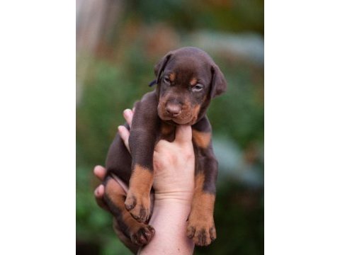 2 aylık safkan asil doberman yavrularım