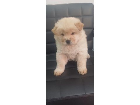 Chow chow 45 günlük dişi köpeğimiz
