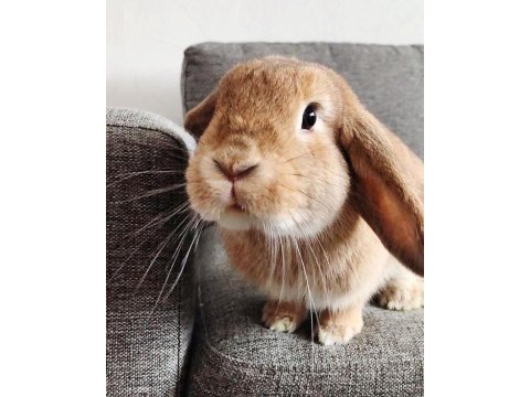 Yavru lop tavşanlarımız gün içi gönderim mevcut