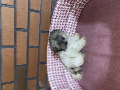 Erkek shih tzu