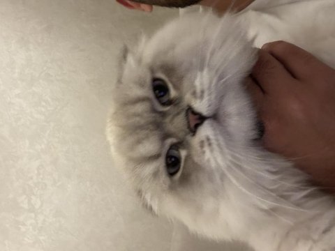 Scottish fold mavi gözlü