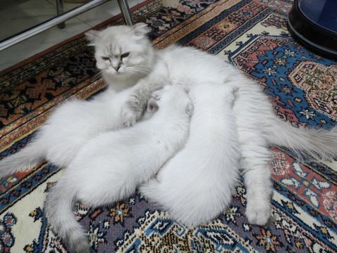 Scottish fold yavru