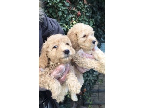 Kusursuz maltipoo yavrular