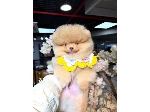 Light chocolate pomeranian boo 3 aylık