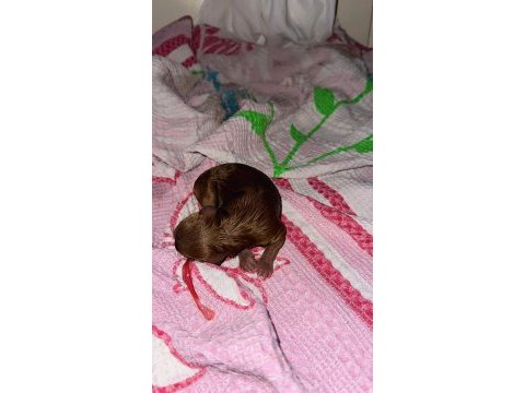 Toy poodle asil yavrular