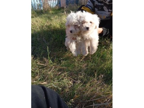 Uygun bütçeli havanese yavrular 0 numara