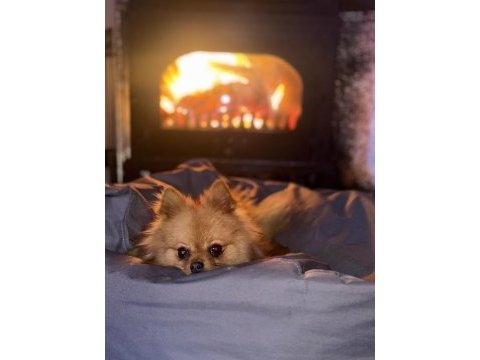 Pomeranian boo 1 yaşında